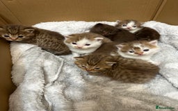 British Shorthair cats for sale: Kittens British shorthair mixed  - Image 9