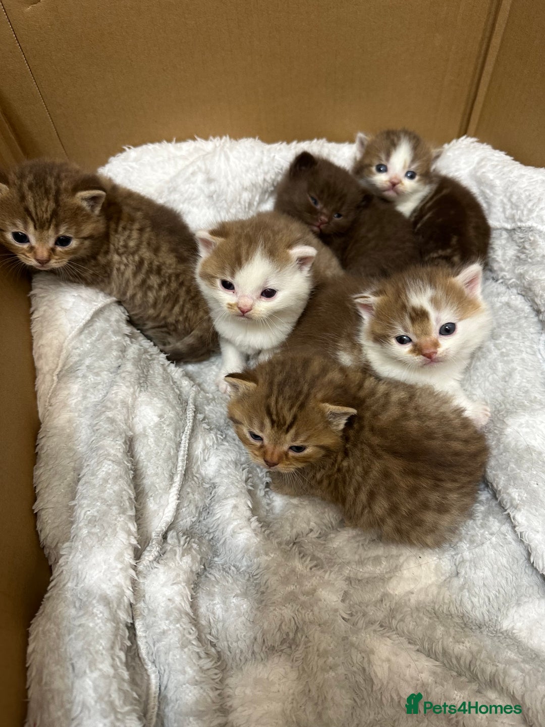 British Shorthair cats for sale: Kittens British shorthair mixed  - Image 9