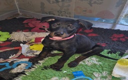 Mixed Breed dogs for sale: Chinese Red Dogs - Image 31