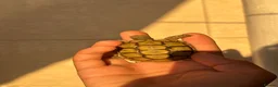 Tortoise reptiles for sale: Baby Greek tortoise - Advert 7
