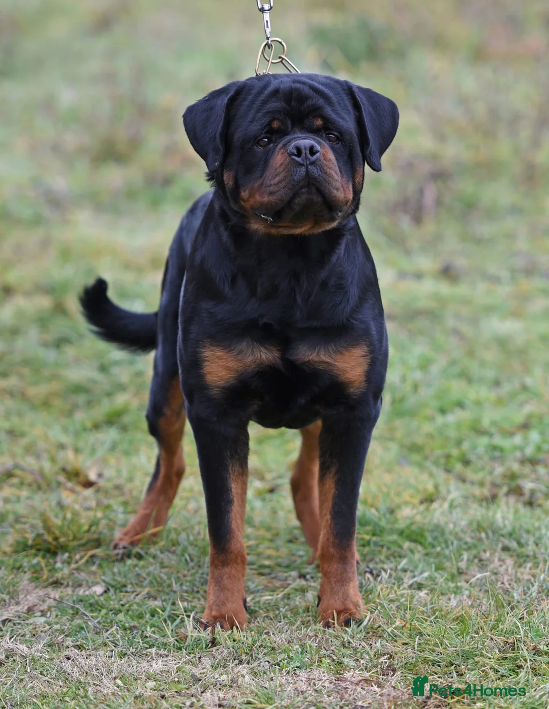Rottweiler dogs for sale: Beautiful Rottweiler Puppies Available  - Advert 2