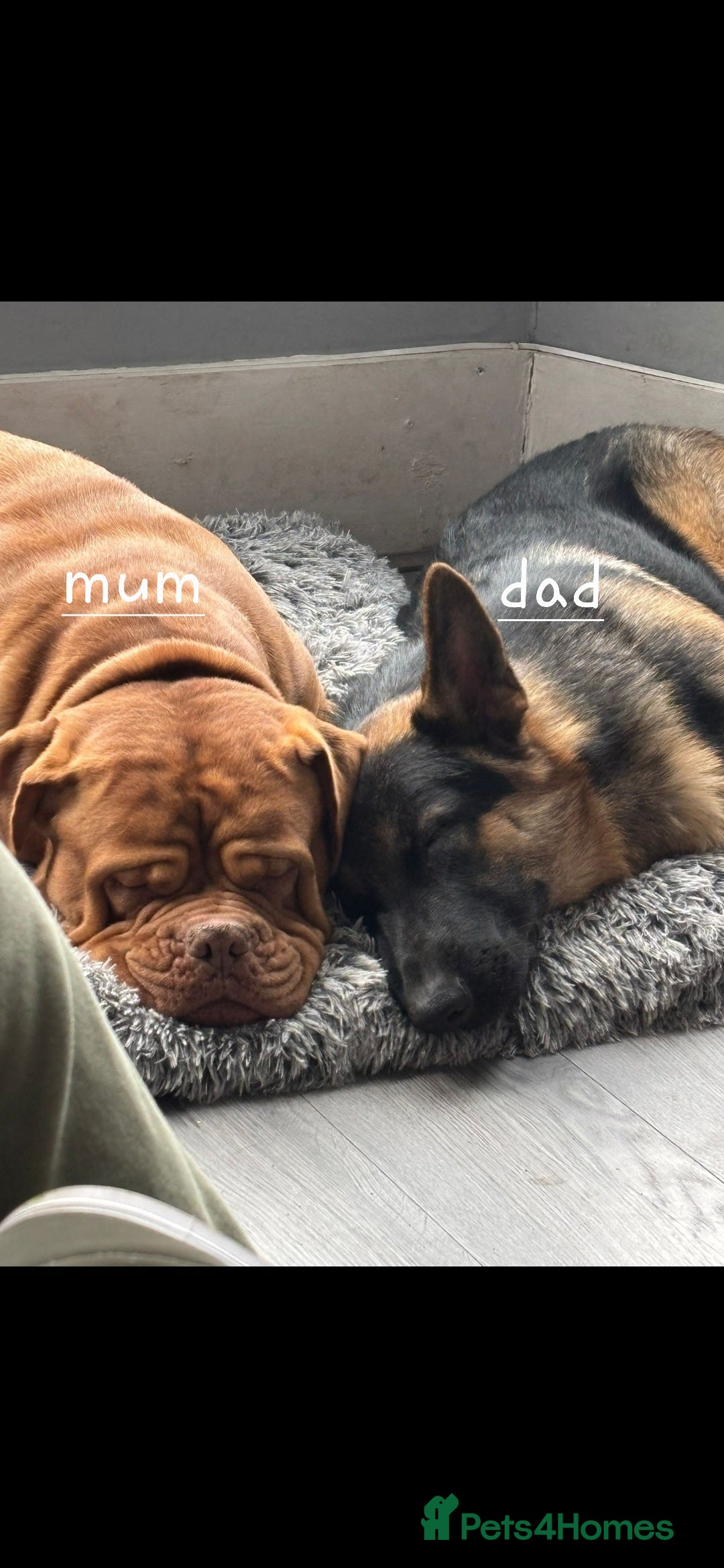 Mixed Breed dogs for sale: 7 month german shepherd X dogue de bordeaux  - Advert 11