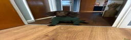 Cocker Spaniel dogs for sale: Six-month-old liver Cocker Spaniel  - Advert 2