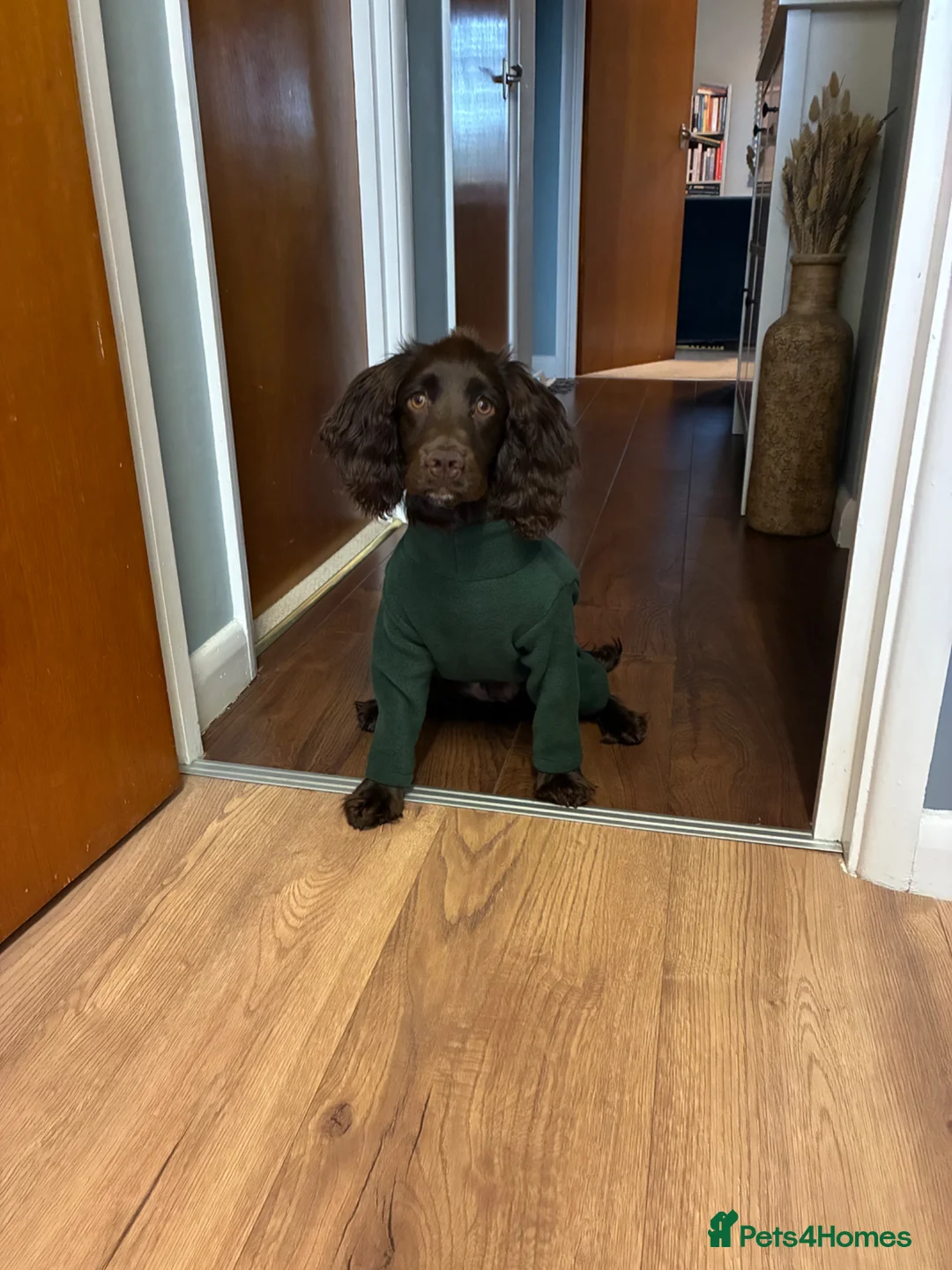Cocker Spaniel dogs for sale: Six-month-old liver Cocker Spaniel  - Advert 2