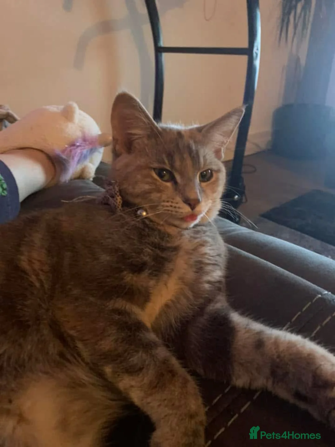 Mixed Breed cats for sale: Luna xx - Advert 2