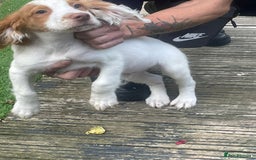 Cocker Spaniel dogs for sale: 3 male cocker spaniels - Image 2