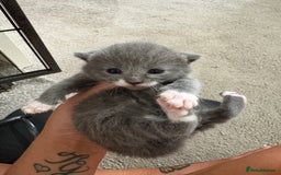 British Shorthair cats for sale: Grey kittens  - Image 1