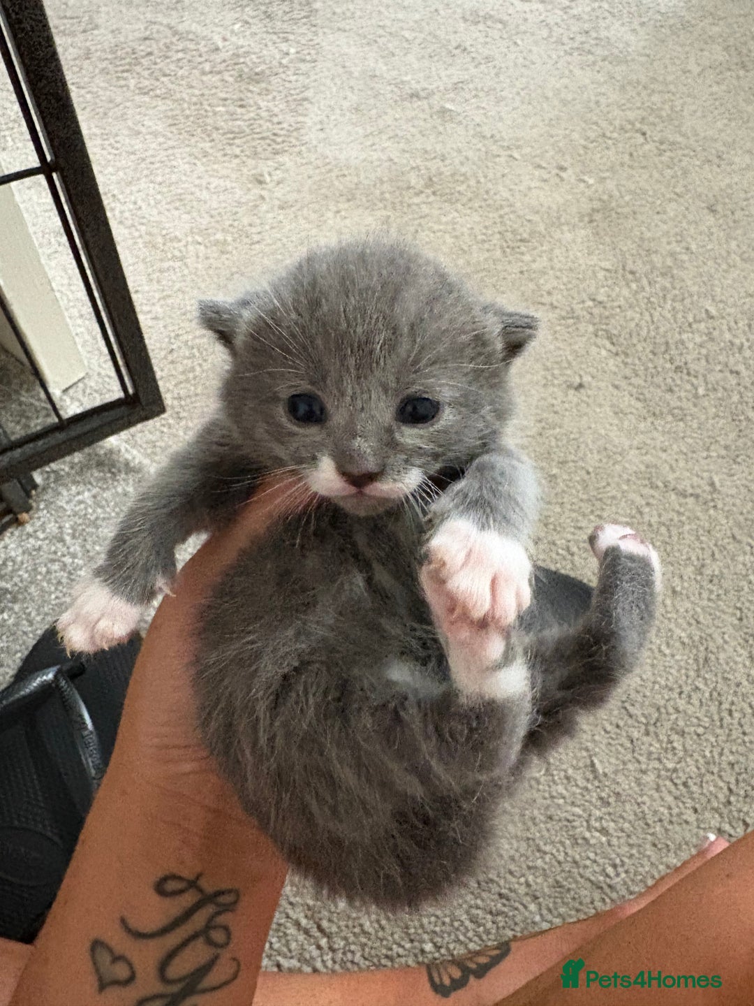 British Shorthair cats for sale: Grey kittens  - Image 1