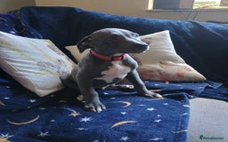 Mixed Breed dogs for sale: Bull cross suluki greyhound  - Image 6