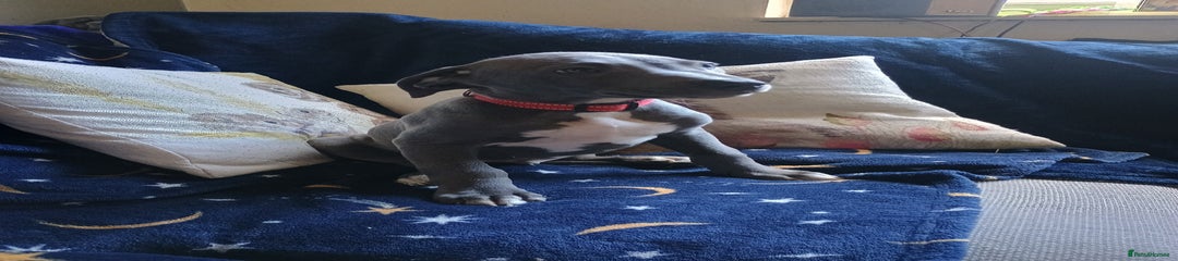 Mixed Breed Puppy 1