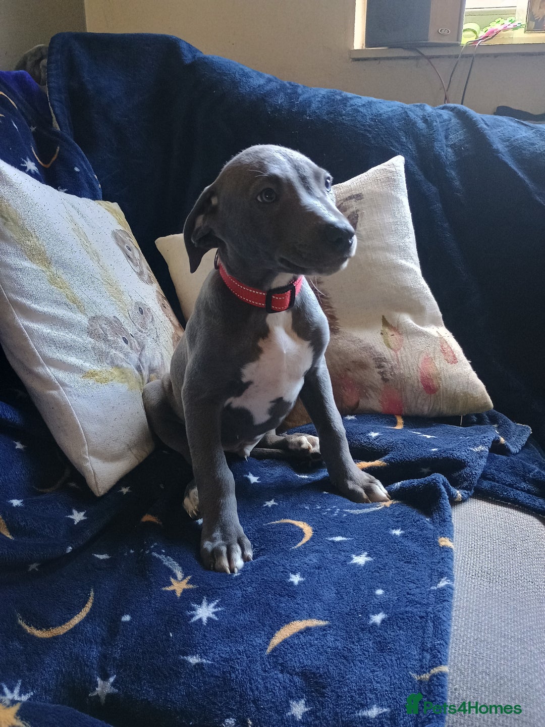 Mixed Breed dogs for sale: Bull cross suluki greyhound  - Image 6