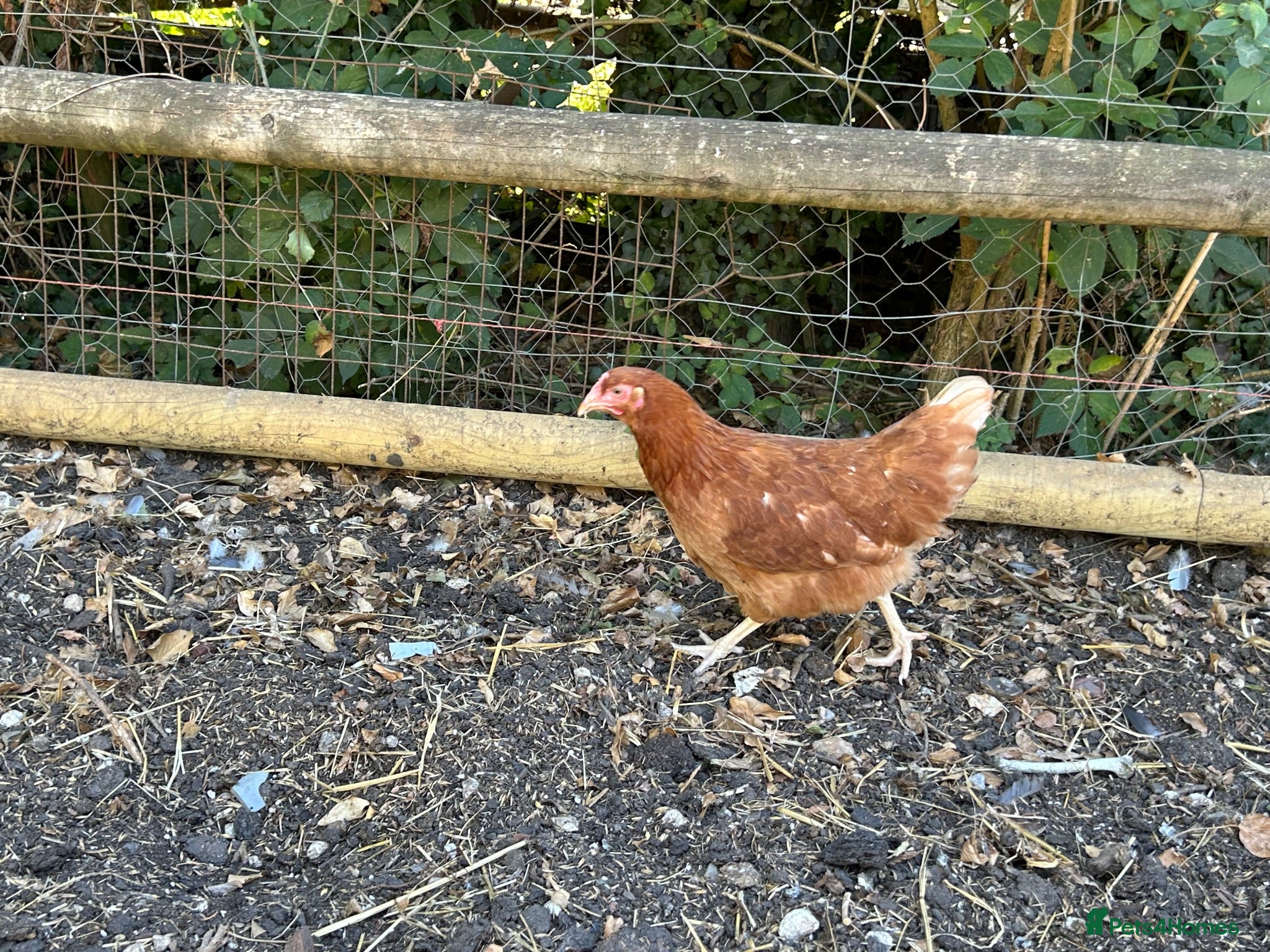 Chickens poultry Point of lay hens  - Advert 1