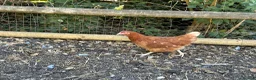 Chickens poultry for sale: Point of lay hens  - Advert 1