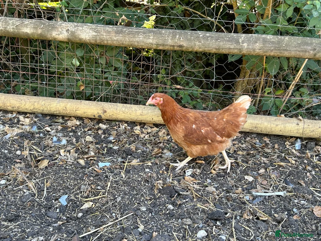 Chickens poultry for sale: Point of lay hens  - Advert 1