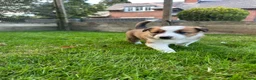 Border Collie dogs for sale: Striking Welsh Red & White Border Collies in Montgomery - Advert 15
