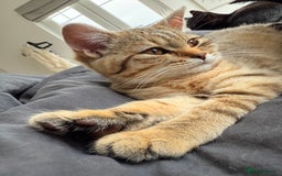 British Shorthair cats for sale: Stunning BSH chinchilla kittens 15 weeks old  - Image 11