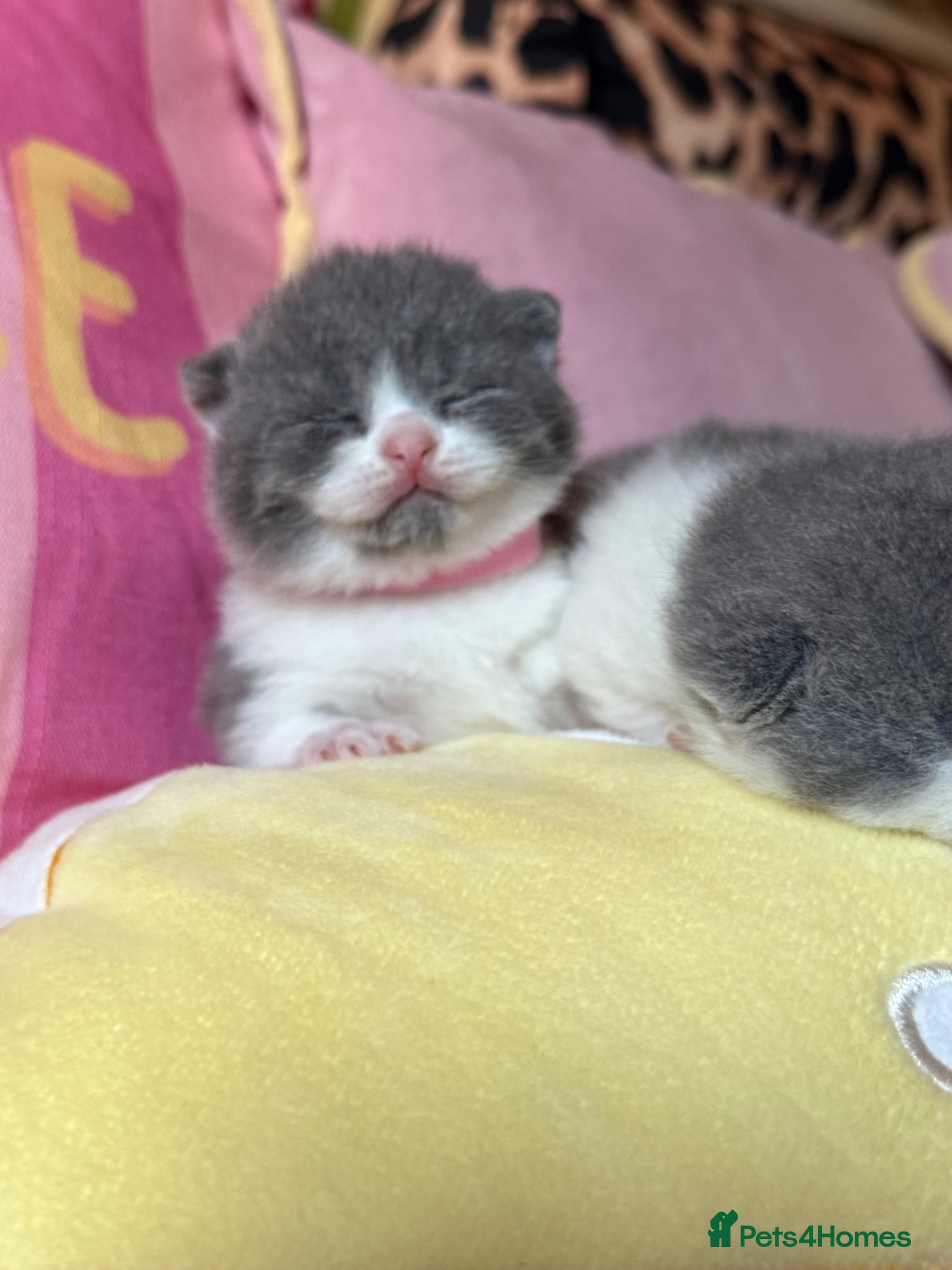 British Shorthair cats Champion line British Shorthair kittens 🏆🥇😻🐾 - Advert 2