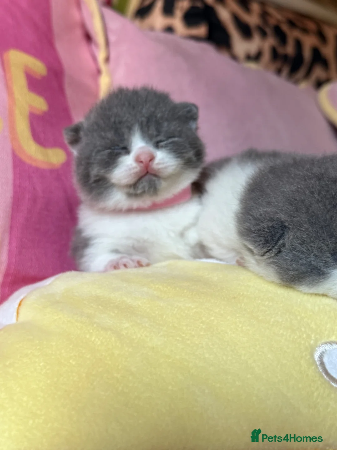 British Shorthair cats for sale: Champion line British Shorthair kittens 🏆🥇😻🐾 - Advert 2