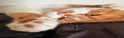 British Shorthair cats for sale: Beautiful pedigree british shorthair kittens - Advert 15