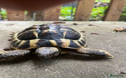 Hermann Tortoise reptiles for sale: Two Beautiful Hermanns Tortoises - Image 5