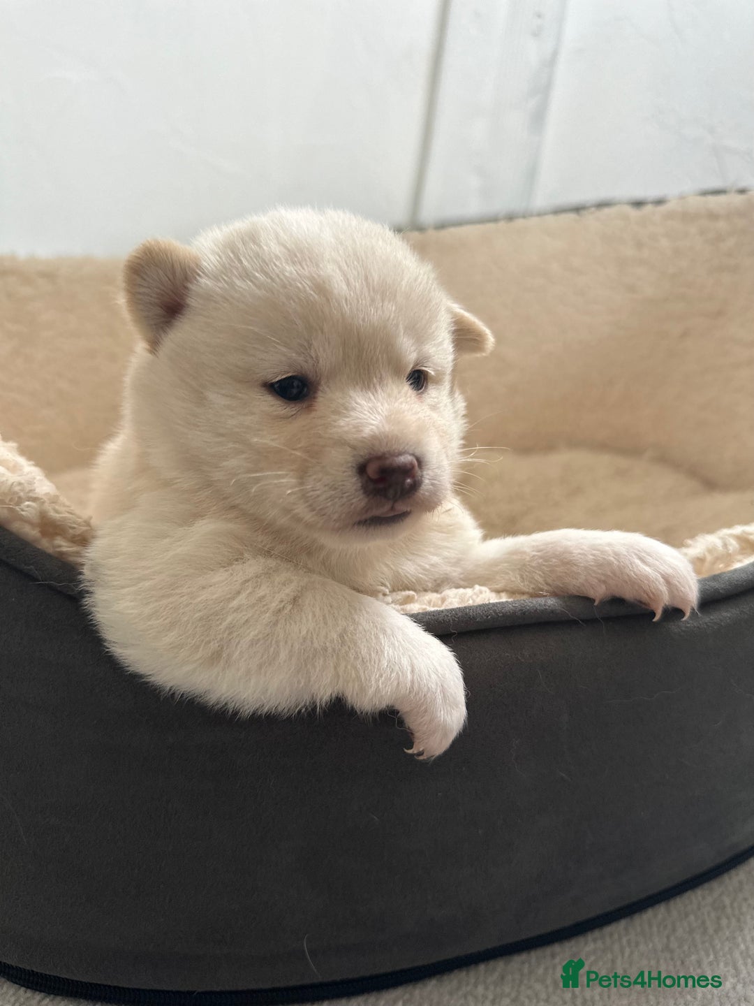 Japanese Shiba Inu dogs for sale: Japanese Shiba Inu puppies - Image 4