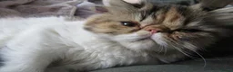 Persian cats for sale: Fantastic Female Persian kitten ready now - Advert 4