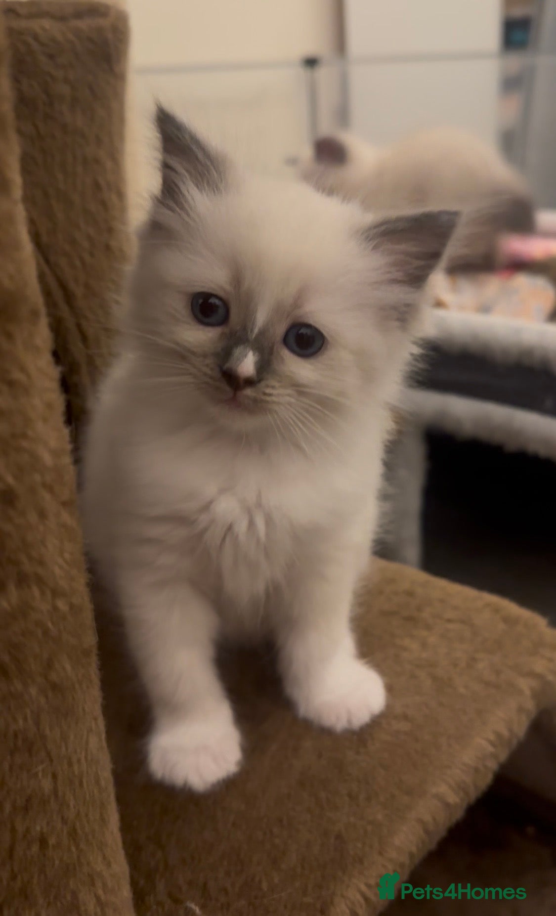 Ragamese cats 3 GIRLS LEFT! TWO SIAMESE AND ONE RAGDOLL - Advert 1