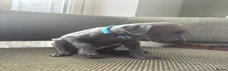 Italian Greyhound dogs for sale: Italian Greyhound & one quarter Whippet puppies  - Advert 13