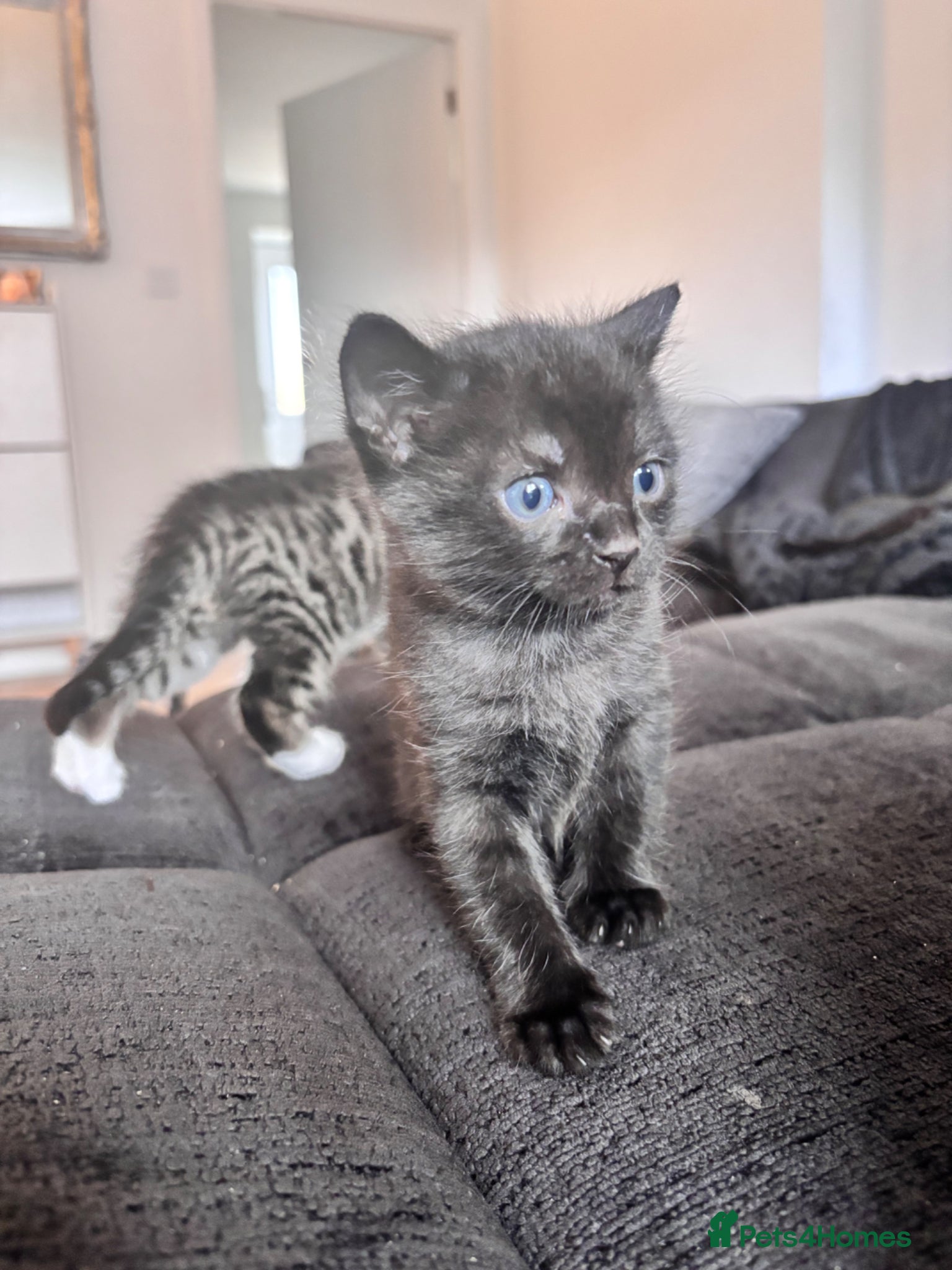 Mixed Breed cats Bengal mix kittens (ALL REHOMED) - Advert 22