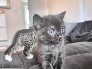 Mixed Breed cats Bengal mix kittens (ALL REHOMED) - Advert 22