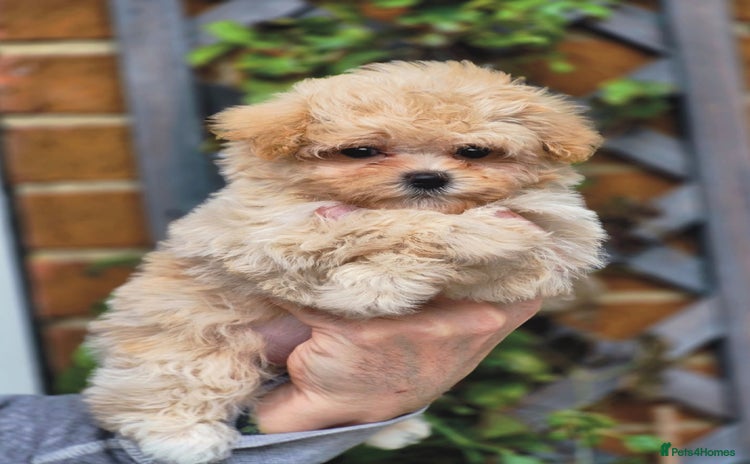 Maltipoo dogs - Advert 1