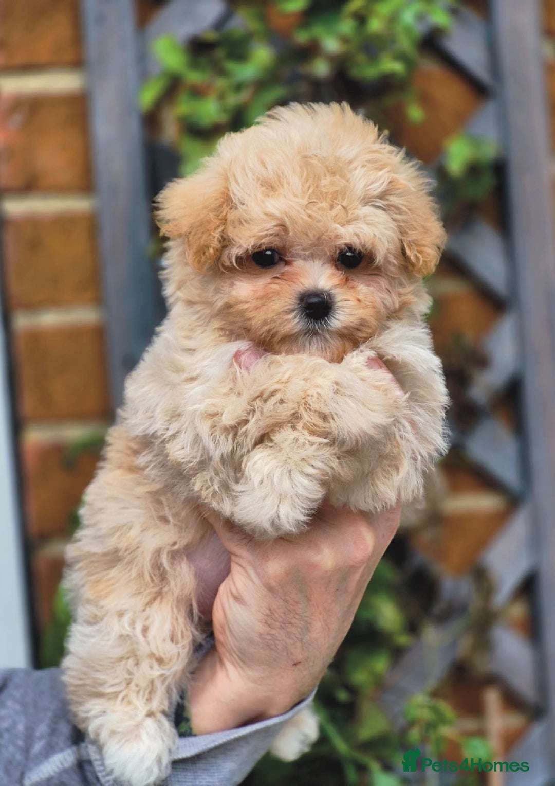 Maltipoo dogs for sale: Amazing Korean/English Teddy bear Maltipoo Puppies - Image 1