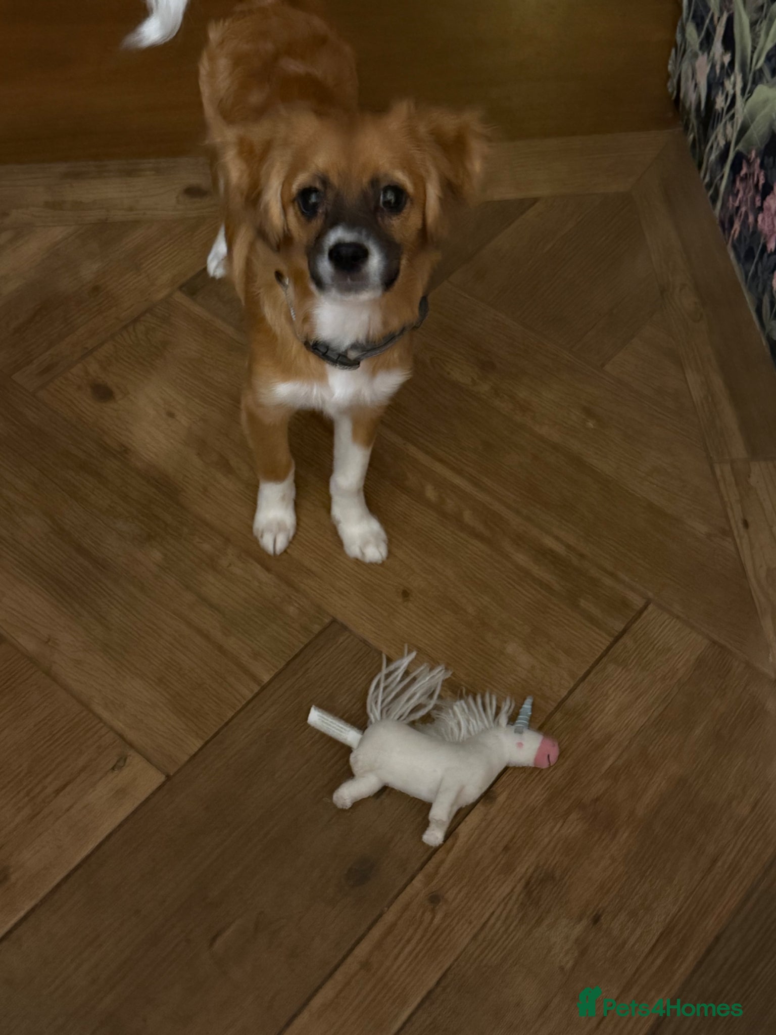 Mixed Breed dogs Beau  - Advert 1