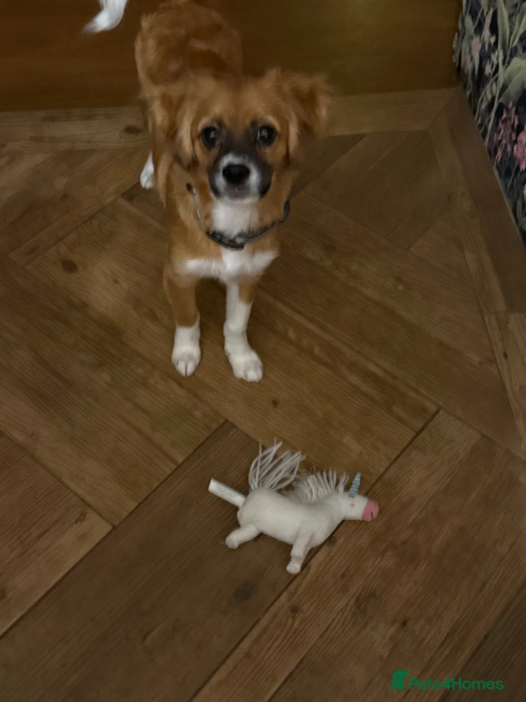 Mixed Breed dogs for sale: Beau  in Llanelli - Advert 1