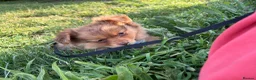 Mixed Breed dogs for sale: Mix puppy  - Advert 4