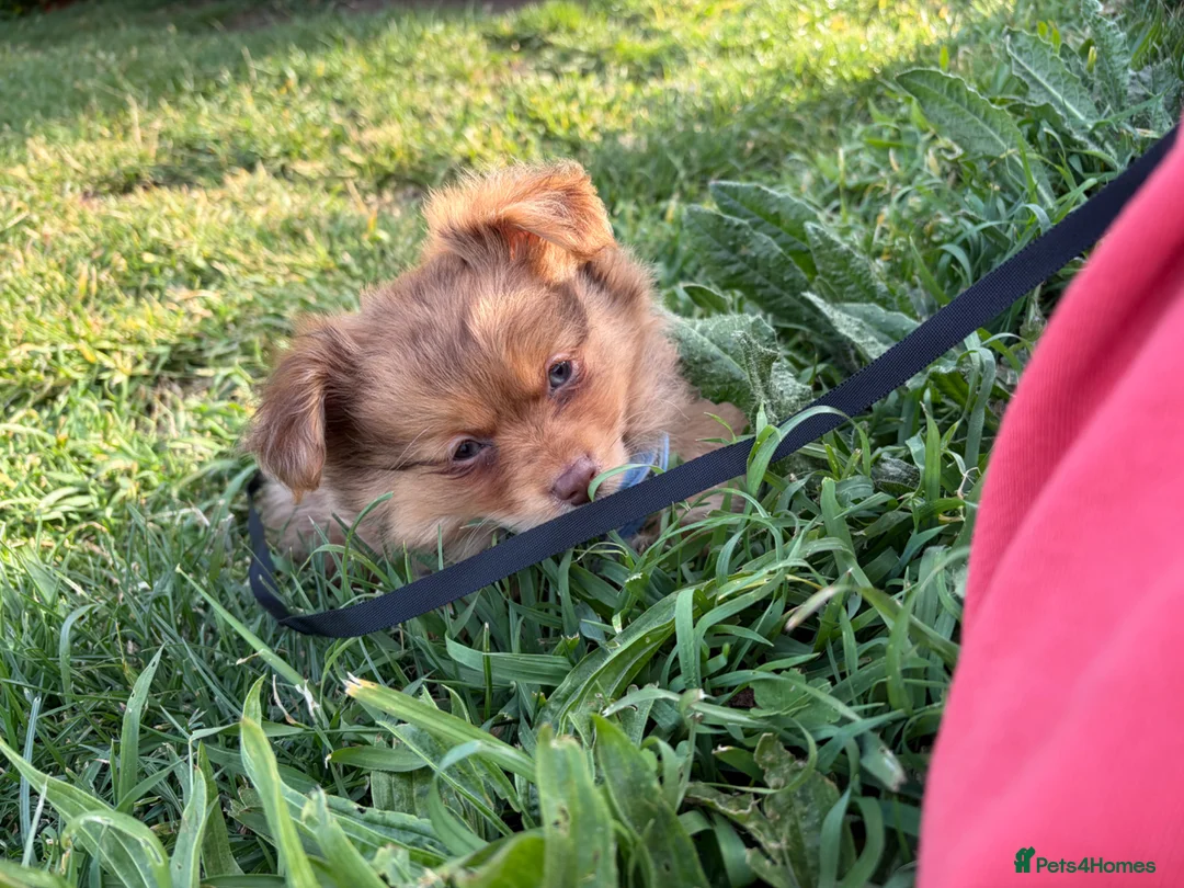 Mixed Breed dogs for sale: Mix puppy  - Advert 4