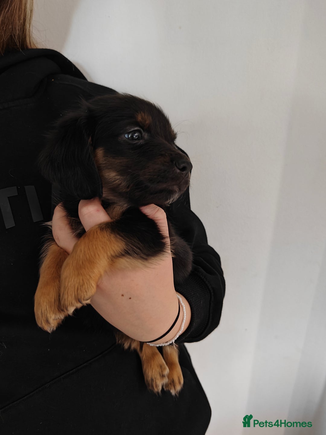 Mixed Breed dogs for sale: Jackweenie male puppies - Image 26