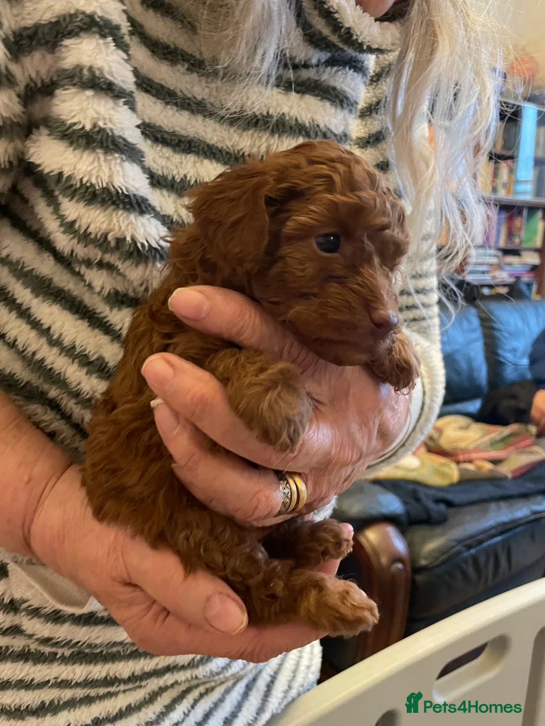 Toy Poodle dogs for sale: Fully Heath tested and checked Toy Poodle puppies - Advert 11