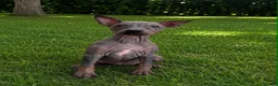Mixed Breed dogs for sale: American Hairless Terrier Puppies  - Advert 5