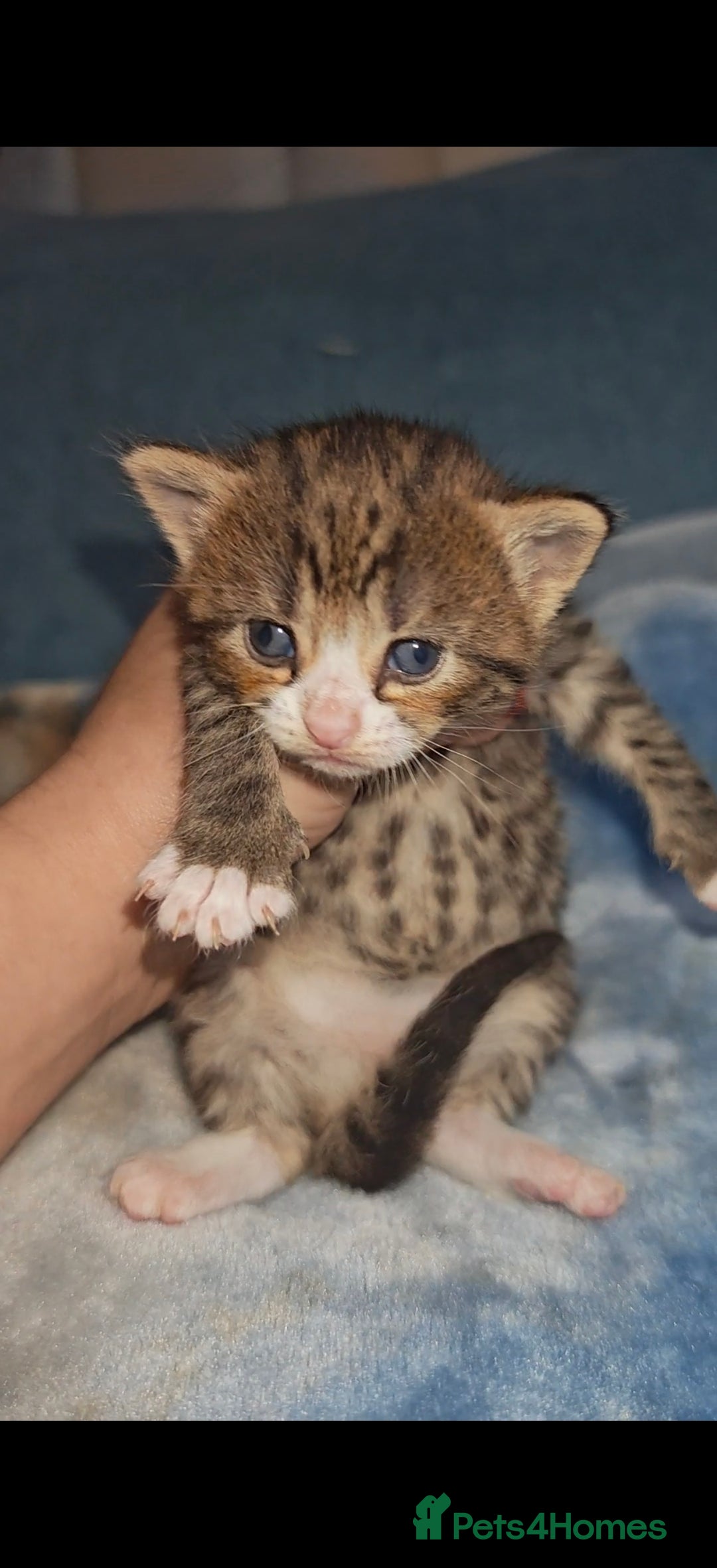 Mixed Breed cats for sale: Beautiful kittens  - Advert 28