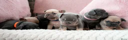 French Bulldog dogs for sale: French bulldog kc 5 gen - Advert 8