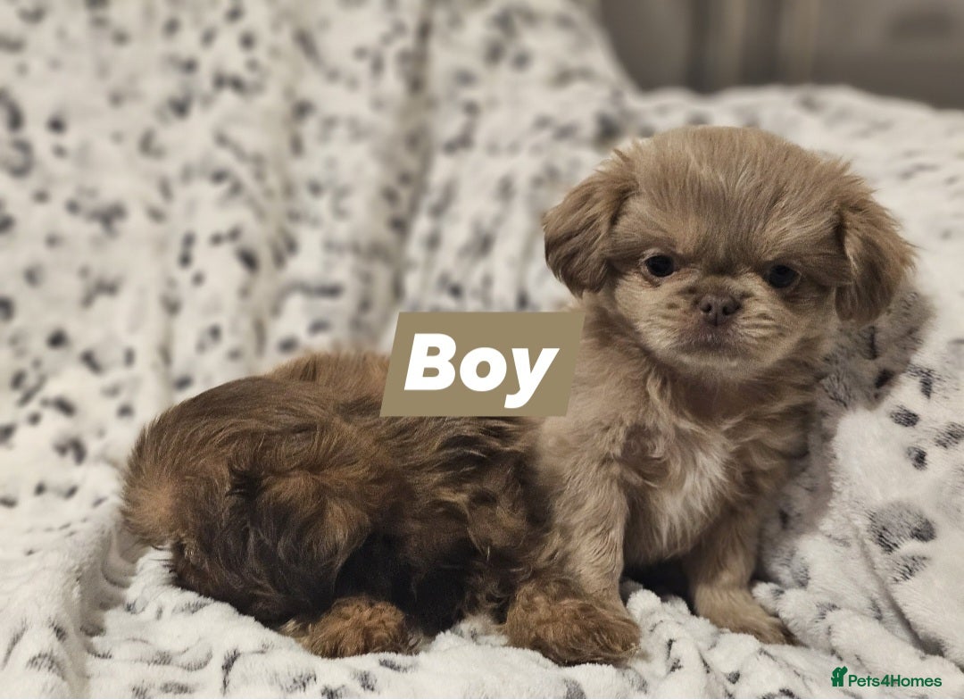Shih Tzu dogs for sale: Beautiful shih tzu puppies  - Advert 3