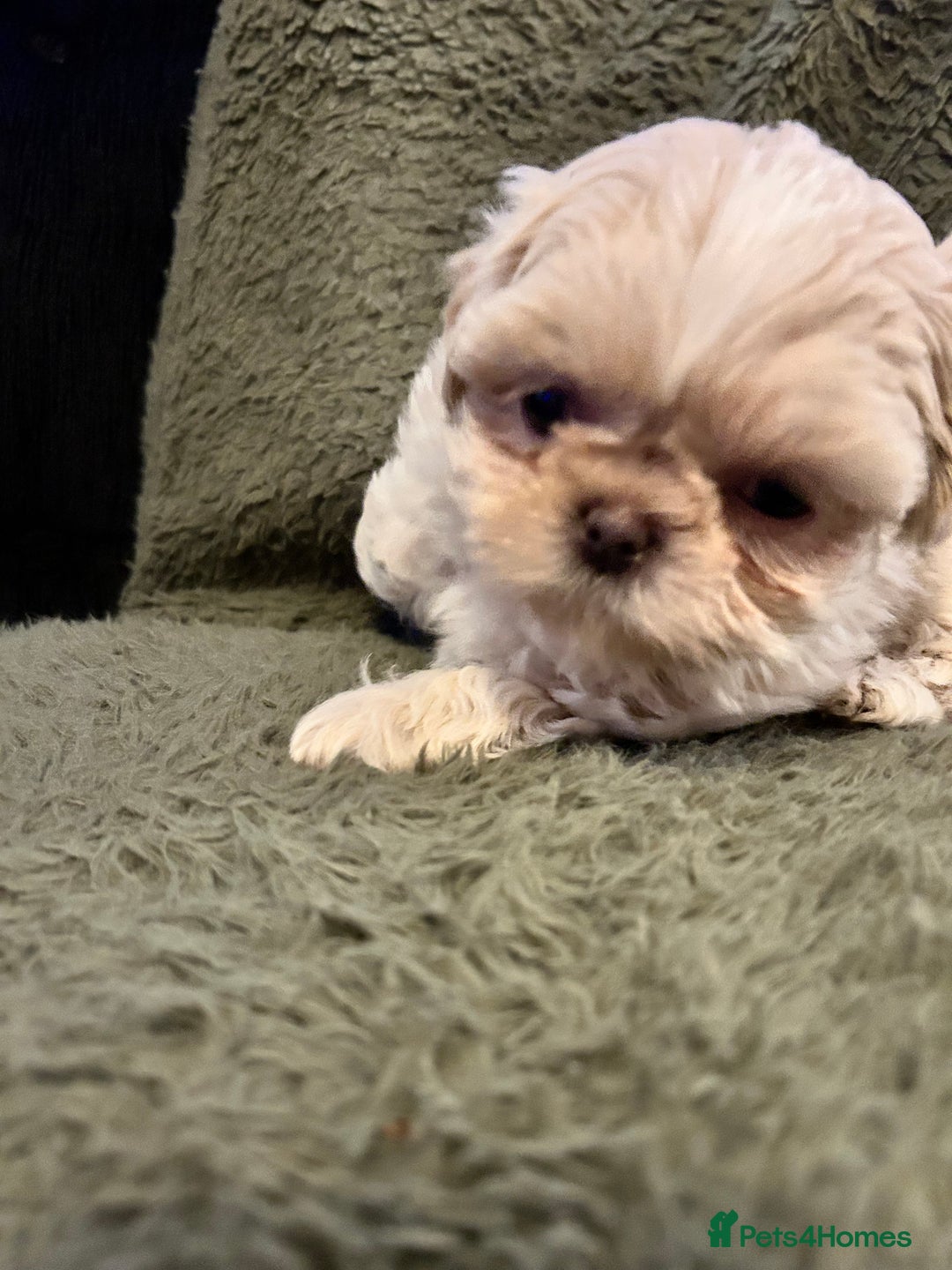 Shih Tzu dogs for sale: A lovely litter of Shih Tzu pups - Image 2