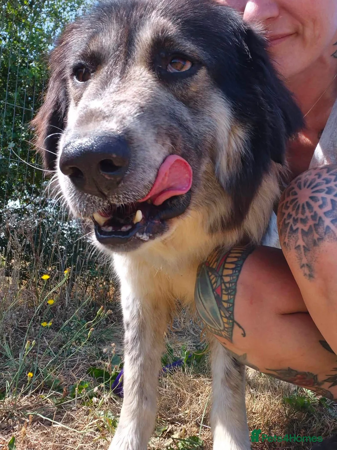 Mixed Breed dogs for adoption: Matilda - Norwich Norfolk  - Advert 7