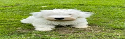 Sealyham Terrier dogs for sale: Sealyham Terrier puppies - Advert 8