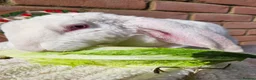 Rex rabbits for sale: Velveteen Litter  - Advert 12