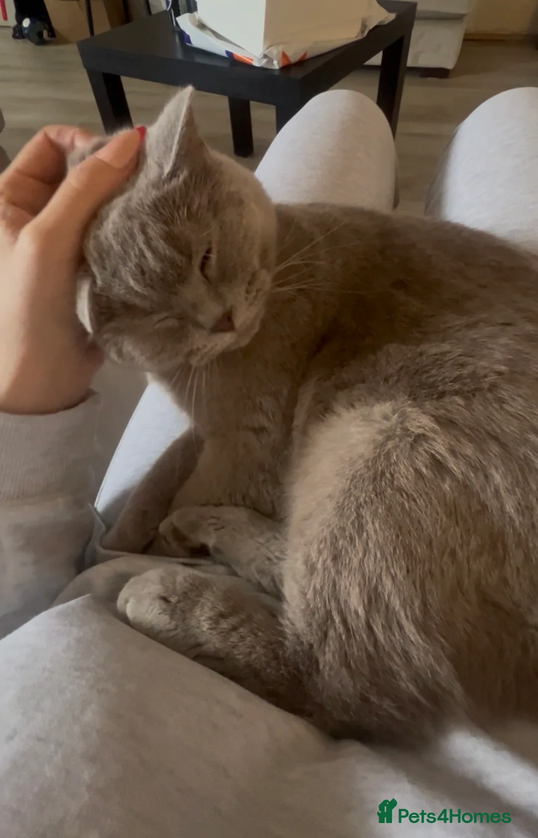 British Shorthair cats for sale: Lilac female British short hair  - Advert 2