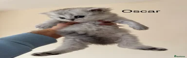 Oscar