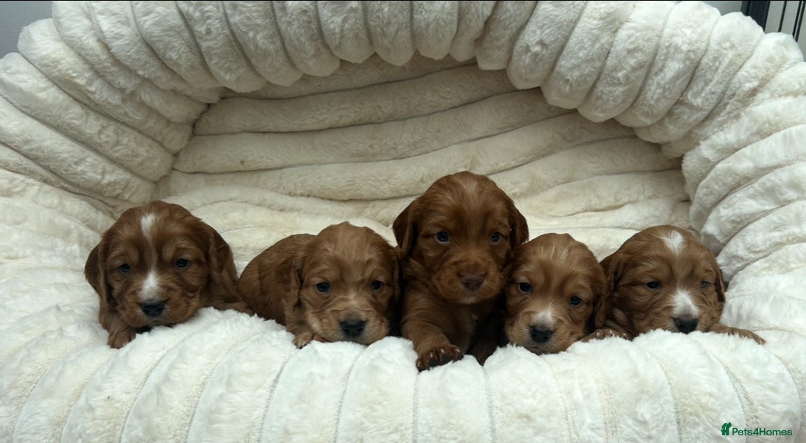 Cocker Spaniel dogs KC Reg Working Cocker Spaniel Puppies - Advert 1