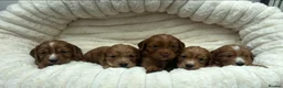 Cocker Spaniel dogs for sale: KC Reg Working Cocker Spaniel Puppies - Advert 1